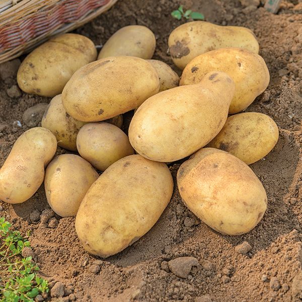  Pommes de terre de variété de gelée