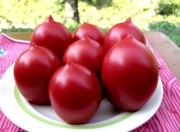  Cultivador De Tomate De Barao