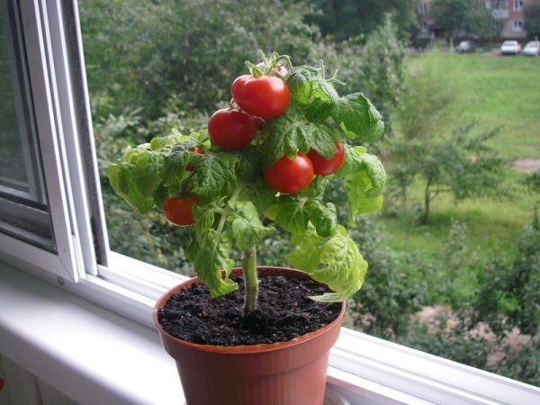  Regar los tomates no suele ser: 1 vez en 3 días. Después de regar aflojar el suelo.