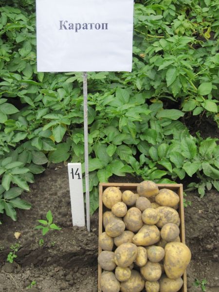  Les tubercules destinés à la plantation doivent peser entre 60 et 80 grammes