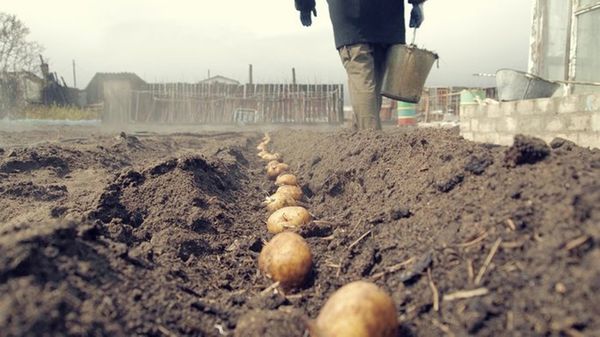  Les tubercules sont empilés dans des tranchées tous les 35 cm