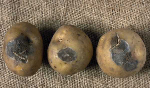  Pourriture sèche sur les tubercules