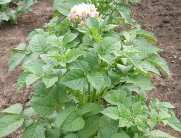  Impala de pomme de terre pendant la floraison