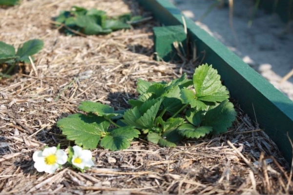  Le sol est paillé pour améliorer ses propriétés et protéger la plante des mauvaises herbes.