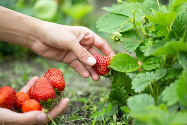  Berry contient de l'acide folique, améliore le métabolisme