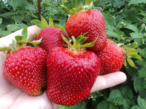  Jolie est capable de porter des fruits et de se développer dans n’importe quel sol, comme dans toute autre variété.