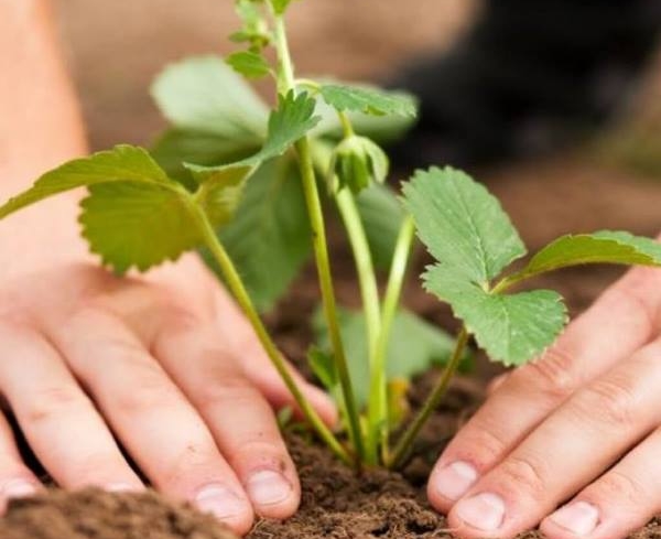  Les plants à planter doivent avoir 6 feuilles formées