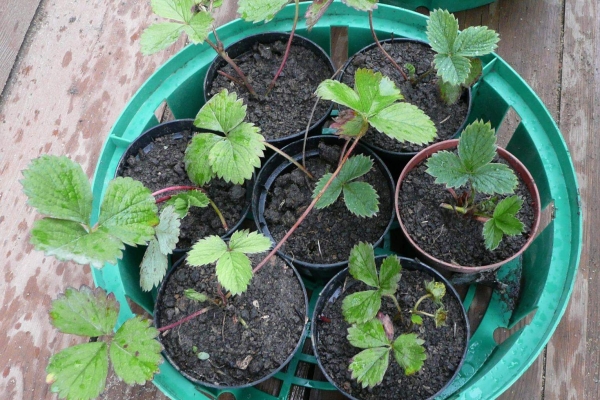  Les fraises sont plantées en quinconce, légèrement en biais.