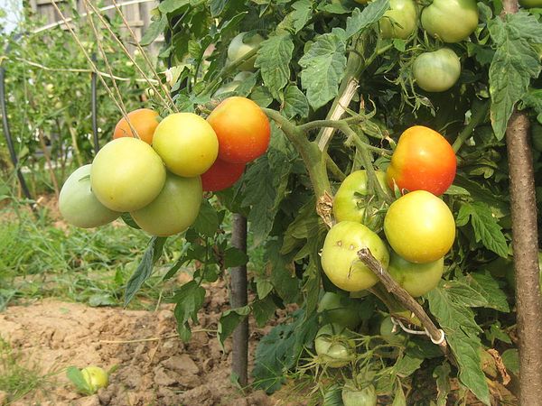  El arbusto de tomate de Lyana es corto, por lo que se recomienda aterrizar en grandes territorios.