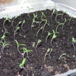  Germinados De Semillas De Tomate Lyana