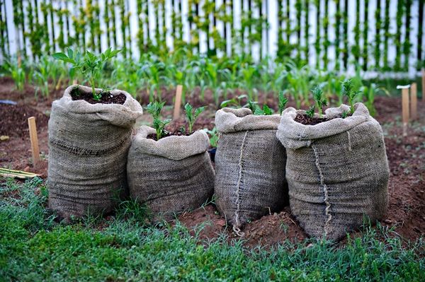  Cultiver des pommes de terre dans des sacs