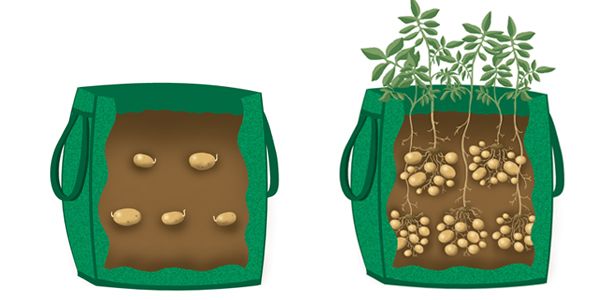  2 à 4 tubercules sont plantés dans chaque sac