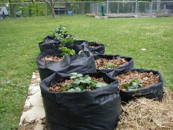  Les pommes de terre en sacs prennent peu de place dans les parcelles