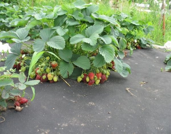  Fraises dans le jardin