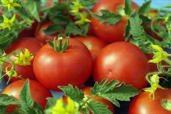  Variedades de tomate Relleno blanco.