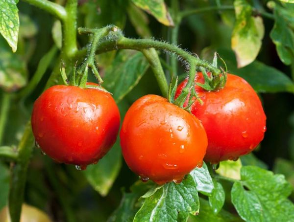  Se cosechan hasta 3 kg de tomates de un arbusto.