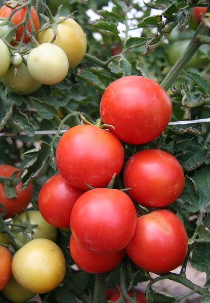  Los tomates inmaduros están pintados de blanco.