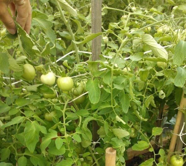  Para las plantas de semillero, la luz solar directa es perjudicial.