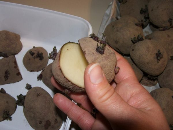  Couper le tubercule de pomme de terre Colombo pour la plantation