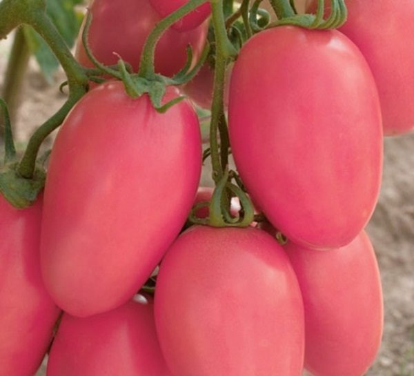  Tomate novato rosa