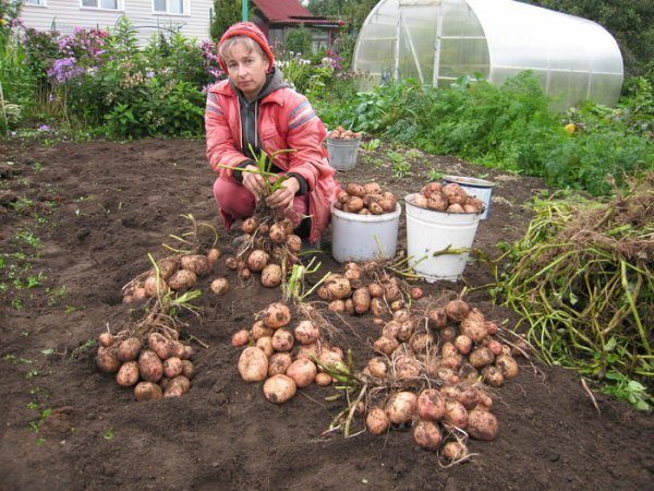  Pomme de terre Aurora se réfère à des variétés de mi-saison