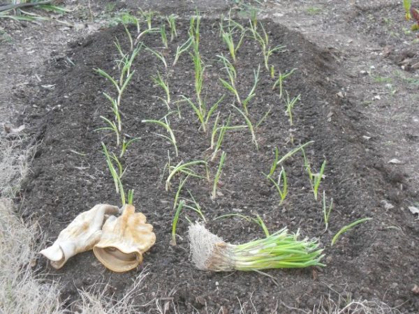  Plants d'oignon blanc