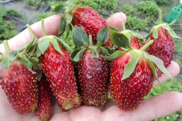  Strawberry Merchant: description et caractéristiques de la variété, plantation et entretien