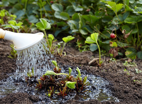  En été, vous devez arroser la plante 2 à 4 fois par semaine.