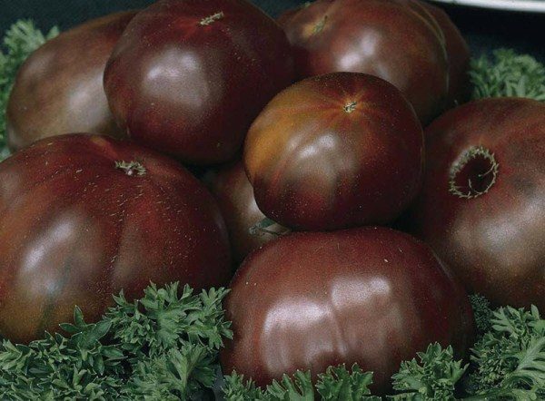  Esta variedad difiere en color inusual para los tomates: rojo oscuro, casi borgoña.