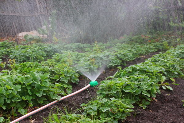  Kama se refiere a las plantas que aman la humedad, por lo que el riego debe ocurrir regularmente