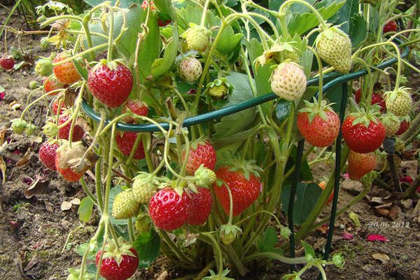  La deuxième année après la plantation, les baies deviennent très peu profondes.