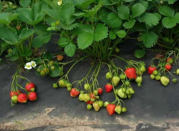  Planter des fraises sous le film