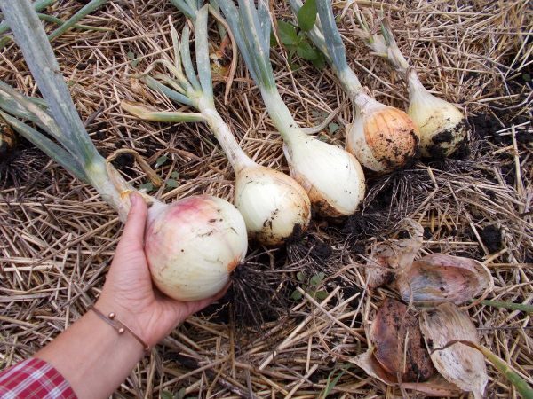  Si l'arrosage était bien organisé, les bulbes deviendront savoureux et juteux