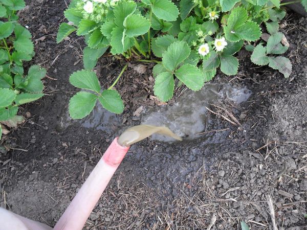  Aderezo de fresas en primavera.