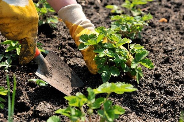  La levadura ayudará a las fresas a adaptarse después del trasplante.