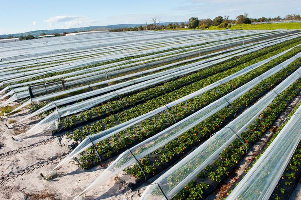  Los fertilizantes minerales deben ser utilizados en el cultivo industrial de fresas.