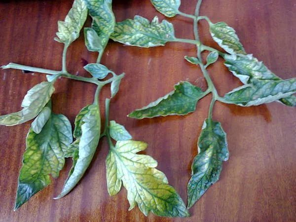  Avec un manque de chlore sur les feuilles de tomates apparaît chlorose