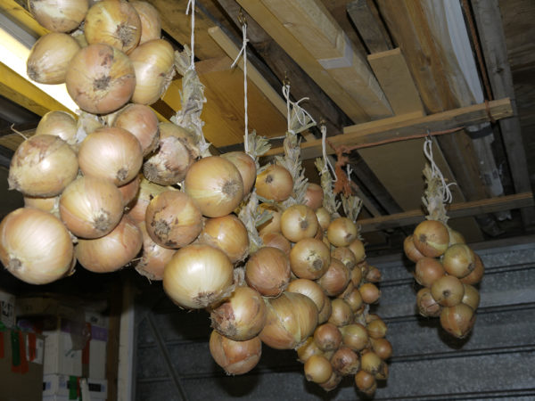  Stockage dans la cave