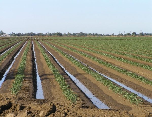  Arroser les pommes de terre Colombo sur le terrain