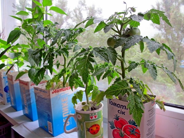  Cultivar tomates en el balcón implica varios pasos.