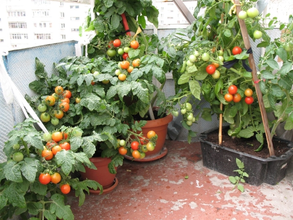  Para el cultivo de tomates, balcón adecuado, orientado al sureste o suroeste.