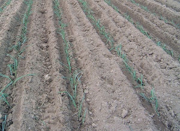  Los surcos están preparados para plantar plántulas.