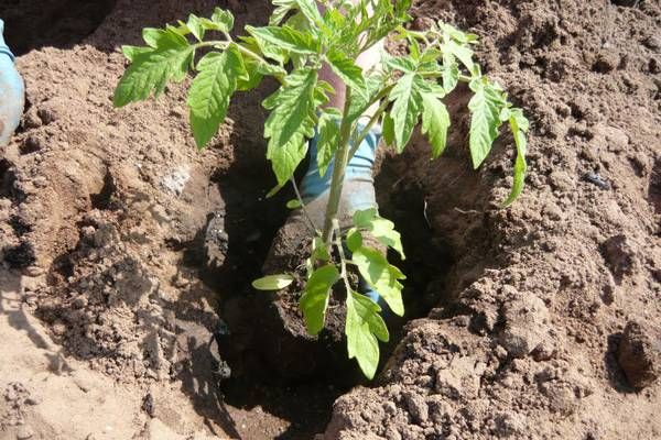  Plantación de plántulas de tomate en el suelo.