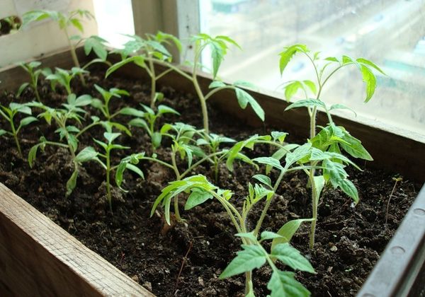  En casa, las plantas de semillero se pueden cultivar en un alféizar de la ventana bien iluminado