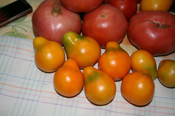  Los tomates pequeños son muy adecuados para enlatar, grandes - para ensaladas