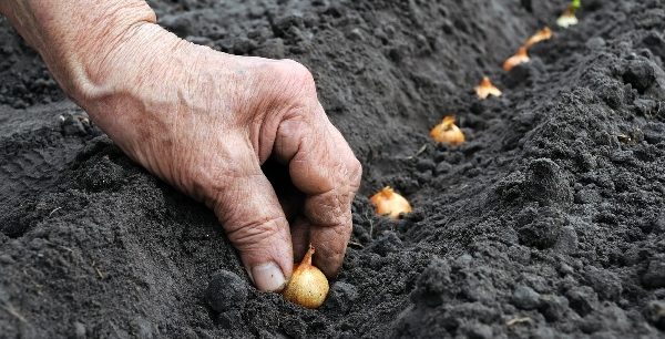  L'oignon planté à la fin de l'été ou au début de l'automne se distingue par sa grande capacité de germination.