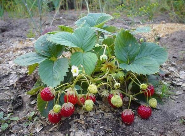  Qué plantar después de las fresas