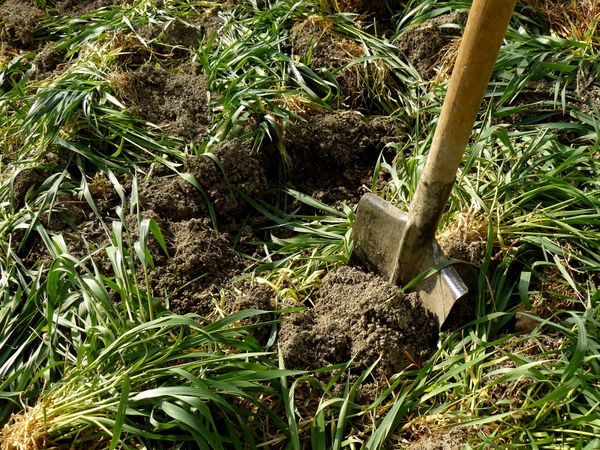  La siembra de cultivos de semillas ayudará a saturar el suelo con humus