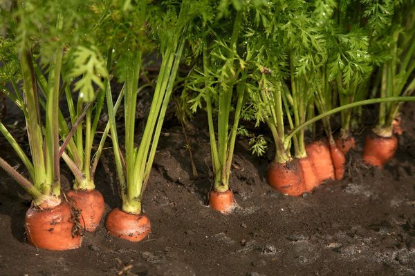  El mejor cultivo para plantar después de las fresas son las zanahorias.