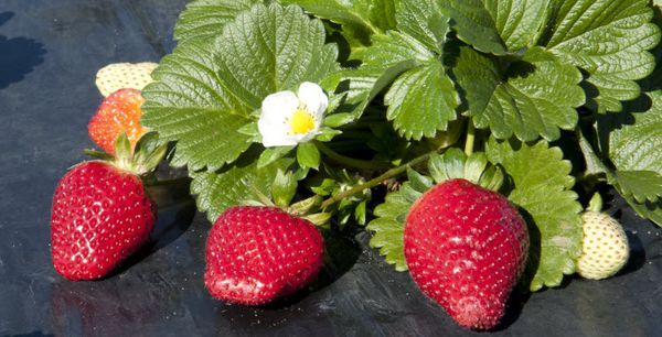  Seules les variétés de fraises remontantes conviennent à la culture en pipe.